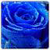 Love Rose Live Wallpaper HD icon