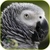 Parrots HD Video Live Wallpaper icon