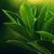 Ficus Green Leaves Live Wallpaper icon