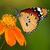 Butterfly Wallpaper Fre icon