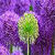 Beautiful Dandelion Wallpaper HD icon