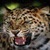 Angrily Leopard Live Wallpaper icon