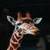 Giraffe around the world 4k images and background  icon