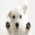 Dog Wallpaper HD icon