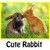 Cute Funny Rabbits Backgrounds Android icon