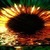 Sun Flower Sparkles LWP Live Wallpaper Theme icon
