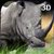 Angry Wild Rhino Attack 3D icon