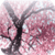 Cherry Blossom  Live Wallpaper icon