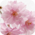 My Sakura Live Wallpapers icon