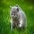 Cute Cats Wallpaper HD icon