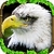 Eagle Simulator personal icon