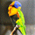 Parrots Live  Wallpaper icon