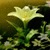 Lily Flowers Lwp icon