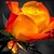 Orange Rose Live Wallpaper icon