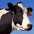 A Cow Goes Moo icon