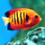 Fish Live Wallpapers icon