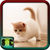 Cats Wallpaper Download icon