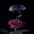 Underwater Rose Live Wallpaper icon