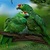 PARROT LOVE BIRDS LWP icon