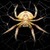 Spider LWP icon