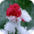 Snowed Rose Live Wallpaper icon