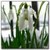 Snowdrops ripple touch icon