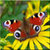 Butterfly Wallpapers : Butterflies Wallpaper icon