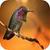 Birds Wallpapers by lalandapps icon