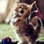 Dancer Cat Live Wallpaper icon