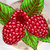 Raspberry Photo Collage icon