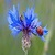 Red Ladybug and Corn Flower Live Wallpaper icon