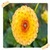 Camellia Flowers Onet Classic Game icon