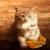 Autumn Cat Live Wallpaper icon