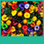 Free Flowers Live Wallpapers icon