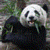 Adorable Pandas  Live Wallpaper icon