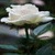 White Rainy Rose Live Wallpaper icon