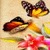 Two Butterfly Live Wallpaper icon