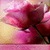 Pink Rose Buterfly LWP icon