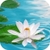 Lily on Water Live Wallpaper icon