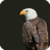 Beautiful Eagle Live Wallpaper HD icon