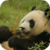 Panda Bear Live Wallpaper icon