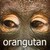 daZOO Orangutan Theme icon
