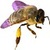 Evader Bee icon