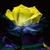 Color Changing Rose Live Wallpaper icon