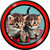 Kittens Live Wallpapers icon