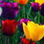 Colorful Flowers Live Wallpaper 2 icon