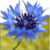 Flower Live Wallpaper HD icon