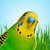 Parakeets icon