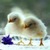 Baby Chickens Live Wallpaper icon