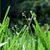 Spring Grass And Rain LWP icon